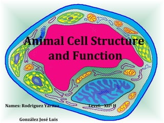 Animal Cell Structure 
and Function 
Names: Rodriguez Yaritza Level: XIIº H 
González José Luis 
 