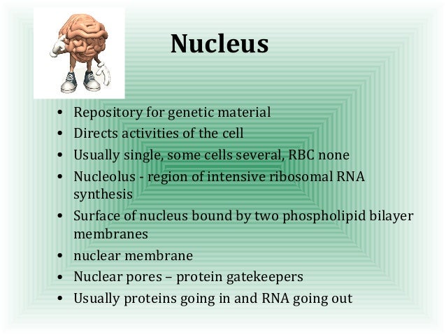 Ingles celula animal