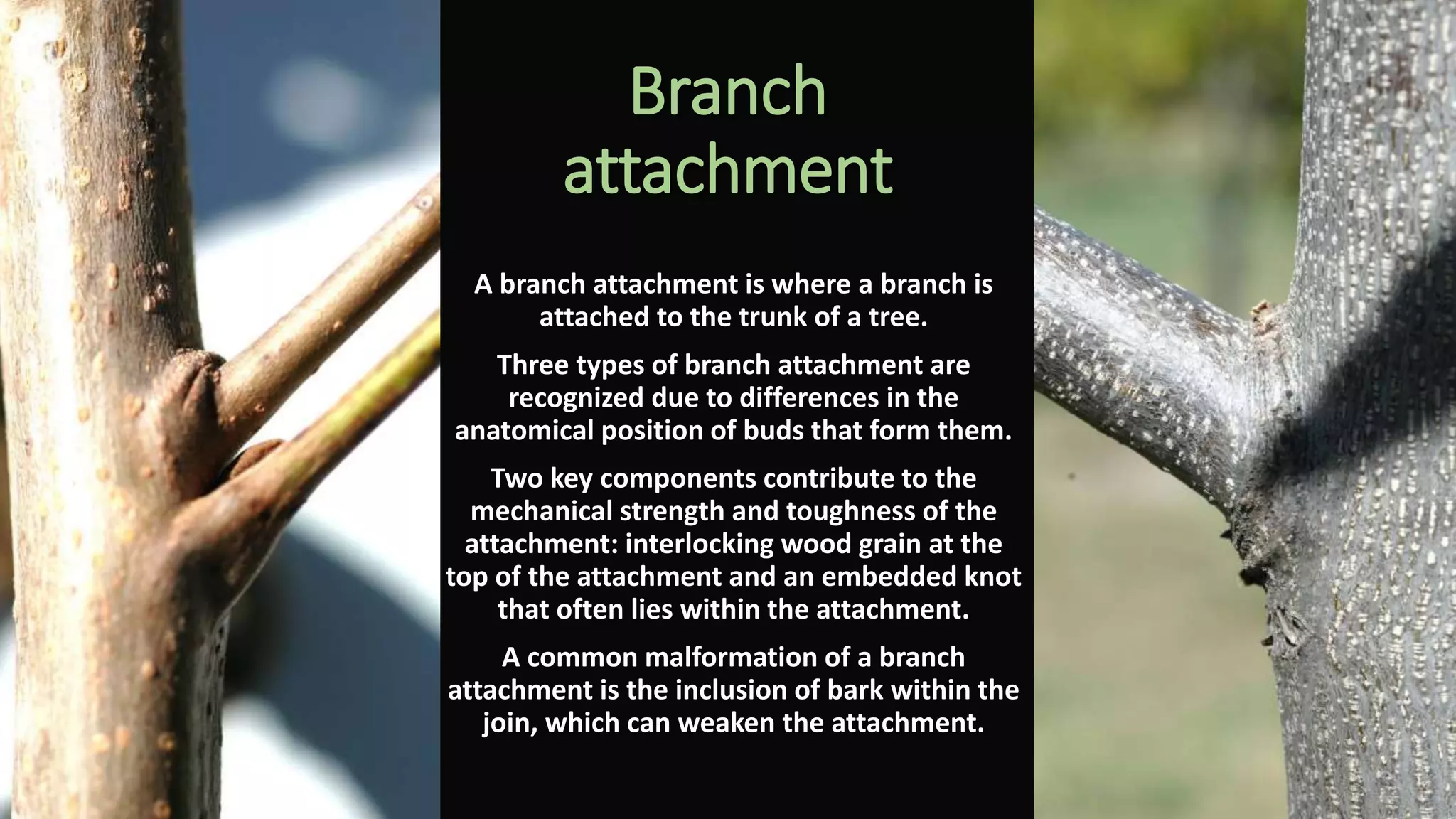 Branch
attachment
A branch attachment is where a branch is
attached to the trunk of a tree.
Three types of branch attachment are
recognized due to differences in the
anatomical position of buds that form them.
Two key components contribute to the
mechanical strength and toughness of the
attachment: interlocking wood grain at the
top of the attachment and an embedded knot
that often lies within the attachment.
A common malformation of a branch
attachment is the inclusion of bark within the
join, which can weaken the attachment.
 