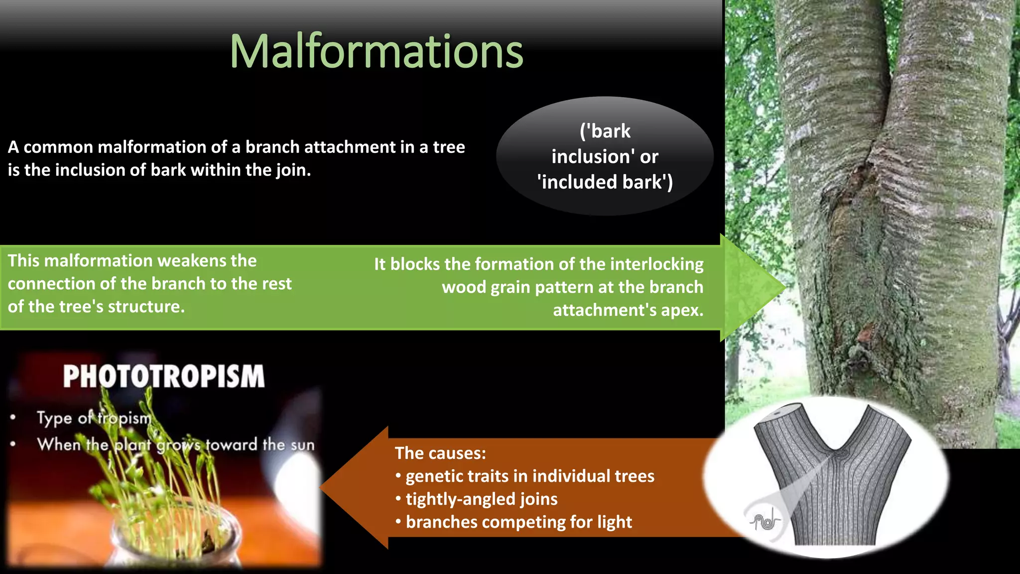 Malformations
A common malformation of a branch attachment in a tree
is the inclusion of bark within the join.
('bark
inclusion' or
'included bark')
This malformation weakens the
connection of the branch to the rest
of the tree's structure.
It blocks the formation of the interlocking
wood grain pattern at the branch
attachment's apex.
The causes:
• genetic traits in individual trees
• tightly-angled joins
• branches competing for light
 