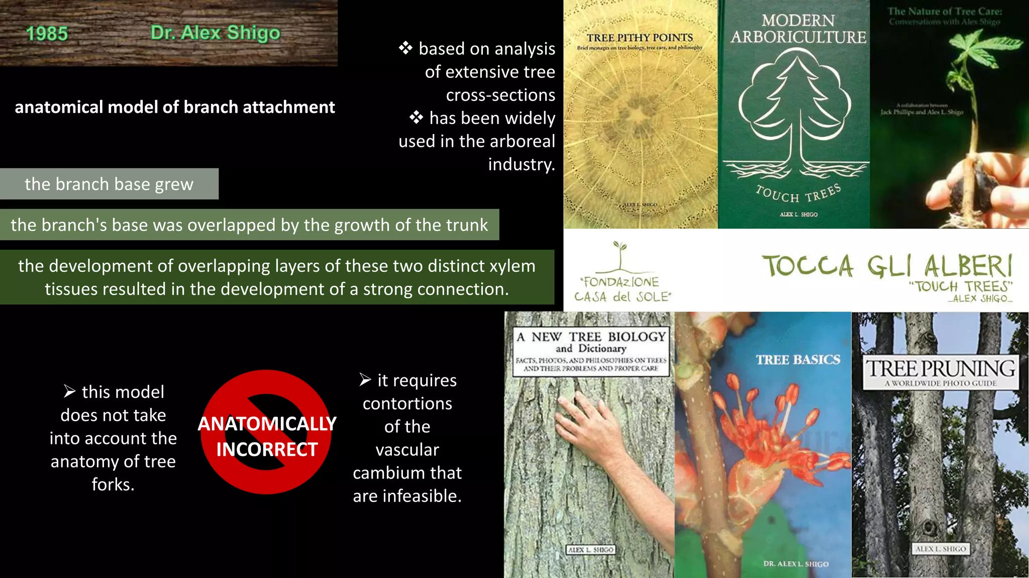 anatomical model of branch attachment
the development of overlapping layers of these two distinct xylem
tissues resulted in the development of a strong connection.
 this model
does not take
into account the
anatomy of tree
forks.
ANATOMICALLY
INCORRECT
 it requires
contortions
of the
vascular
cambium that
are infeasible.
the branch base grew
the branch's base was overlapped by the growth of the trunk
 based on analysis
of extensive tree
cross-sections
 has been widely
used in the arboreal
industry.
 