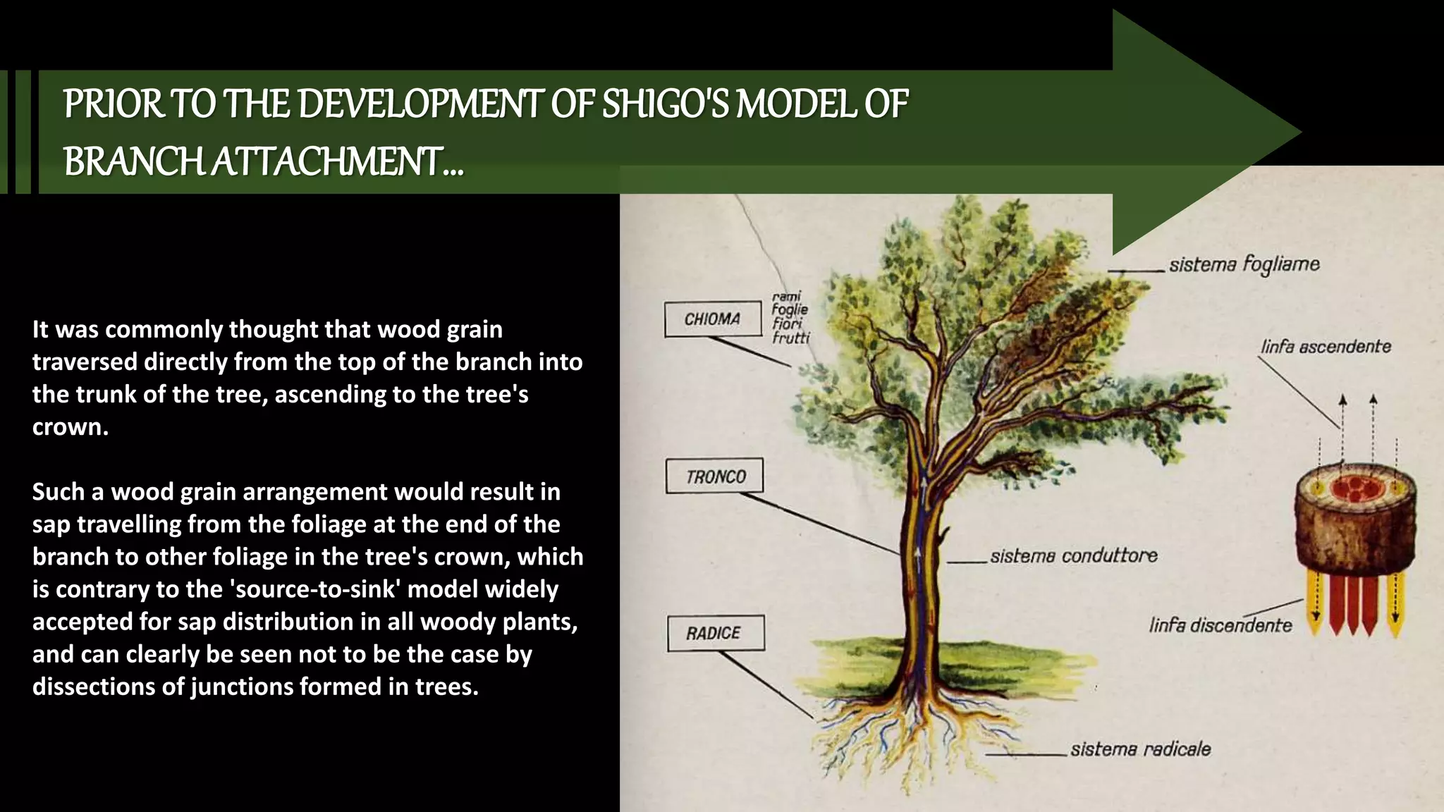It was commonly thought that wood grain
traversed directly from the top of the branch into
the trunk of the tree, ascending to the tree's
crown.
Such a wood grain arrangement would result in
sap travelling from the foliage at the end of the
branch to other foliage in the tree's crown, which
is contrary to the 'source-to-sink' model widely
accepted for sap distribution in all woody plants,
and can clearly be seen not to be the case by
dissections of junctions formed in trees.
PRIOR TO THE DEVELOPMENT OF SHIGO'SMODEL OF
BRANCH ATTACHMENT…
 