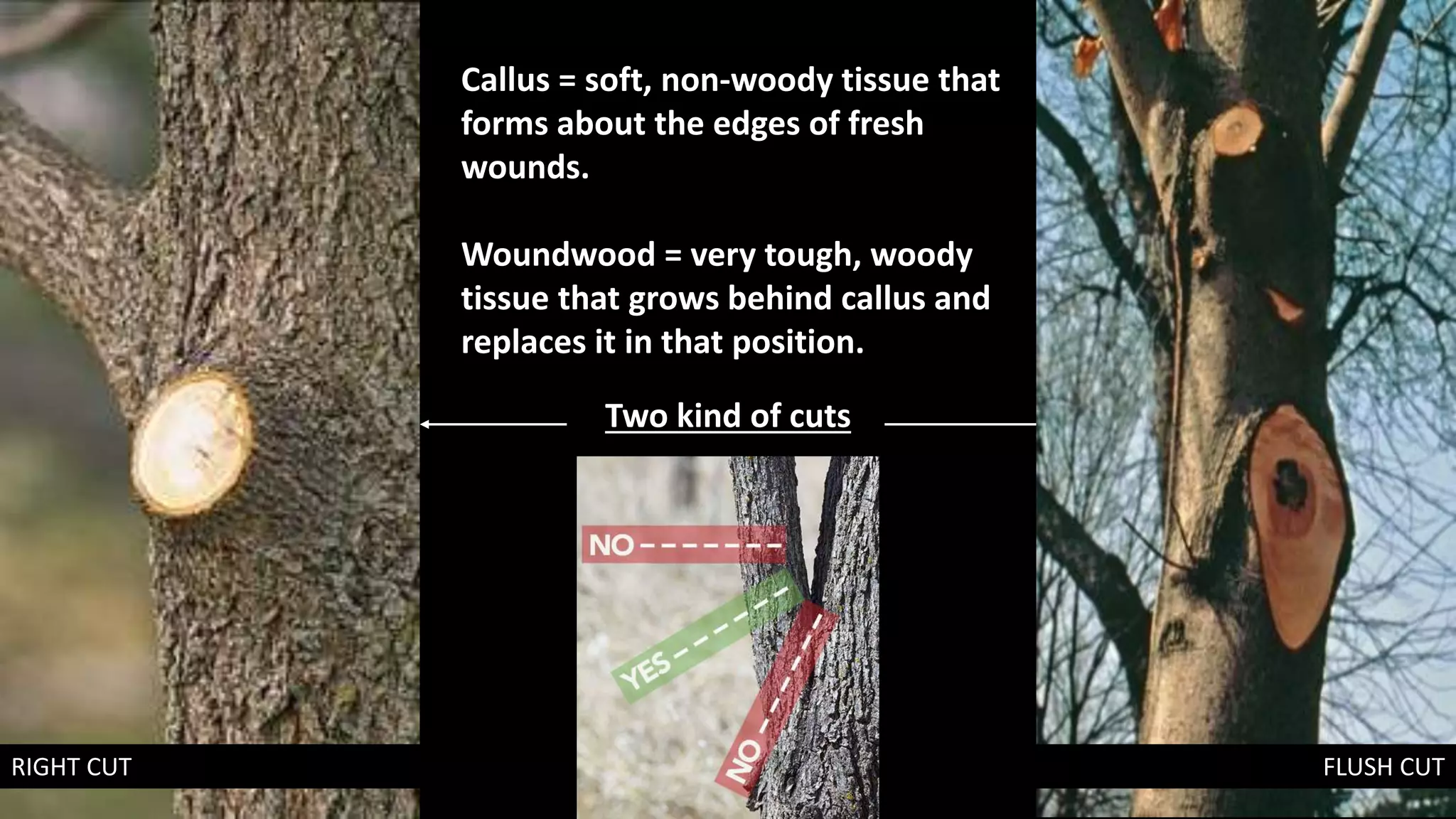 Callus = soft, non-woody tissue that
forms about the edges of fresh
wounds.
Woundwood = very tough, woody
tissue that grows behind callus and
replaces it in that position.
Two kind of cuts
RIGHT CUT FLUSH CUT
 