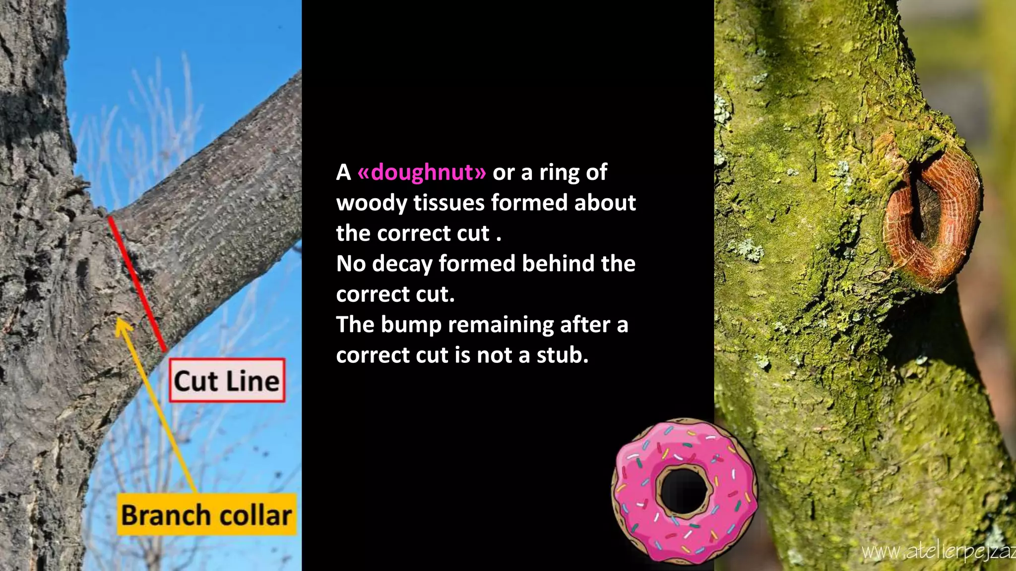 A «doughnut» or a ring of
woody tissues formed about
the correct cut .
No decay formed behind the
correct cut.
The bump remaining after a
correct cut is not a stub.
 
