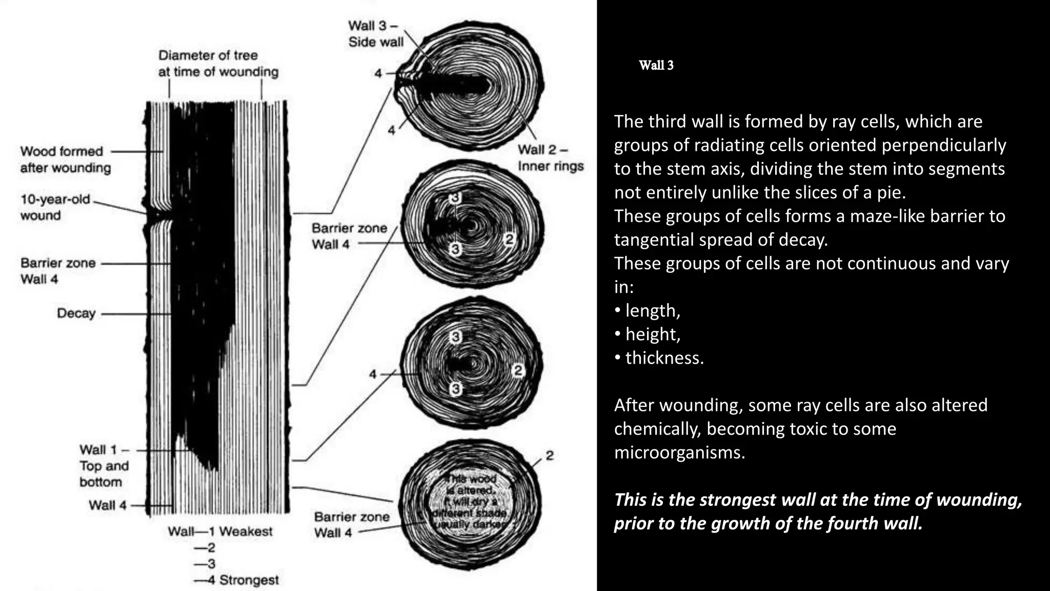 The third wall is formed by ray cells, which are
groups of radiating cells oriented perpendicularly
to the stem axis, dividing the stem into segments
not entirely unlike the slices of a pie.
These groups of cells forms a maze-like barrier to
tangential spread of decay.
These groups of cells are not continuous and vary
in:
• length,
• height,
• thickness.
After wounding, some ray cells are also altered
chemically, becoming toxic to some
microorganisms.
This is the strongest wall at the time of wounding,
prior to the growth of the fourth wall.
 