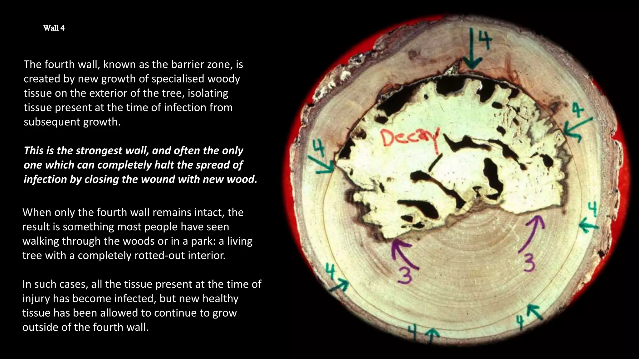The fourth wall, known as the barrier zone, is
created by new growth of specialised woody
tissue on the exterior of the tree, isolating
tissue present at the time of infection from
subsequent growth.
This is the strongest wall, and often the only
one which can completely halt the spread of
infection by closing the wound with new wood.
When only the fourth wall remains intact, the
result is something most people have seen
walking through the woods or in a park: a living
tree with a completely rotted-out interior.
In such cases, all the tissue present at the time of
injury has become infected, but new healthy
tissue has been allowed to continue to grow
outside of the fourth wall.
 