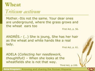 Wheat
Triticum aestivum
Mother.-Itis not the same. Your dear ones
are underground, where the grass grows and
the wheat ears too
                                   First Act, p. 56.


ANDRÉS.- (…) She is joung, She has her hair
as the wheat and white hands like a real
lady.
                                   First Act, p. 61.


ADELA (Collecting her needlework,
thoughtfull) – When she looks at the
wheatfields she is not that way.
                                 Third Act, p.100.
 