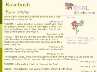 Rosebush
 Rosa canina
The mill boy enters the farmyard smiling with a rose
which places under his ear
                                         First Act, p. 54.
PILGRIM.- I would also like to adorn myself with roses
like peasant women, living among happy children han
have a handsome man to love. But when I go to cut
roses all the garden gets frozen.
                                       Second Act, p 83.
 ADELA.- The queen, very jealous ordered to kill them
both. From her a white rose was born; from him a
hawthorn. And the branches were growing up till they
joined together…
                                         Third Act, p. 95
MOTHER.- Even The houses seem whiter. And on the path
to the mill whild roses have grown.
                                       Third Act, p. 101.
(The pilgrim, alone, looks with melancholy at the crown of roses (…) she drops the
mirror, she takes off the roses and she begins to take off the leaves)
                                                                     Third Act, p. 133.
PILGRIM.- (She puts a crown of roses on her hair)
                                                                     Third Act, p. 138.
QUICO.- Respected by four years of water, crowned with roses
                                                                      Third Act, p.143
 