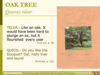 OAK TREE
Quercus robur

TELVA.- Like an oak. It
would have been hard to
plunge an ax, but it
flourished every year
                  First act, p. 56.


QUICO.- Do you like the
bouquet? Oal, holly tree
and laurel
                Third Act, p. 102.
 