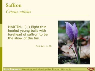 Saffron
Crocus sativus

 MARTÍN.- (…) Eight thin
 hoofed young bulls with
 forehead of saffron to be
 the show of the fair.

                  First Act, p. 58.
 