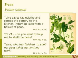 Peas
Pisum sativum
Telva saves tablecloths and
carries the pottery to the
kitchen, returning later with a
basket of peas.
                       First Act, p. 58.

TELVA.- ¿do you want to help
me to shell the peas?
                       First Act, p. 59.

Telva, who has finished to shell
her peas takes her knitting
work.
                       First Act, p. 64.
 