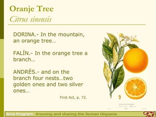 Oranje Tree
Citrus sinensis
 DORINA.- In the mountain,
 an orange tree…

 FALÍN.- In the orange tree a
 branch…

 ANDRÉS.- and on the
 branch four nests…two
 golden ones and two silver
 ones…
                  First Act, p. 72.
 
