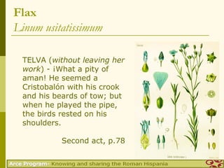 Flax
Linum usitatissimum

 TELVA (without leaving her
 work) - ¡What a pity of
 aman! He seemed a
 Cristobalón with his crook
 and his beards of tow; but
 when he played the pipe,
 the birds rested on his
 shoulders.

          Second act, p.78
 