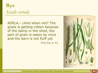 Rye
Secale cereale
ADELA.- ¿And when not? The
grass is getting rotten because
of the damp in the shed, the
part of grain is eaten by mice
and the barn is not fluff yet
                    Third Act, p. 93
 