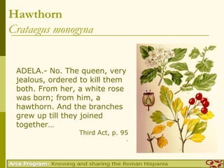 Hawthorn
Crataegus monogyna


 ADELA.- No. The queen, very
 jealous, ordered to kill them
 both. From her, a white rose
 was born; from him, a
 hawthorn. And the branches
 grew up till they joined
 together…
                 Third Act, p. 95
                                 .
 