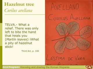 Hazelnut tree
Corilus avellana

TELVA.- What a
relief. There was only
left to bite the hand
that heals you
(Martín leaves) ¡What
a pity of hazelnut
stick!
          Third Act, p. 100
 