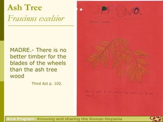 Ash Tree
Frascinus excelsior


MADRE.- There is no
better timber for the
blades of the wheels
than the ash tree
wood
        Third Act p. 102.
 