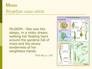Moss
Bryophyta sensu stricto


  PILGRIM.- She was like
  sleepy, in a misty dream,
  walking her floating hairs
  around the gardens full of
  moss and the slowly
  tenderness of her
  weightless hands.
                  Third Act, p. 119.
 