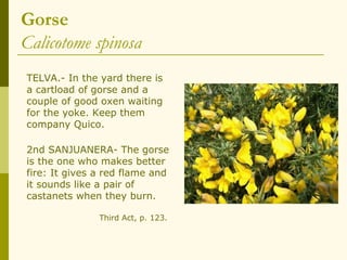 Gorse
Calicotome spinosa
TELVA.- In the yard there is
a cartload of gorse and a
couple of good oxen waiting
for the yoke. Keep them
company Quico.

2nd SANJUANERA- The gorse
is the one who makes better
fire: It gives a red flame and
it sounds like a pair of
castanets when they burn.

               Third Act, p. 123.
 