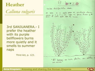 Heather
Calluna vulgaris

3rd SANJUANERA.- I
prefer the heather
with its purple
bellflowers burns
more quietly and it
smells to summer
naps
     Third Act, p. 123.
 