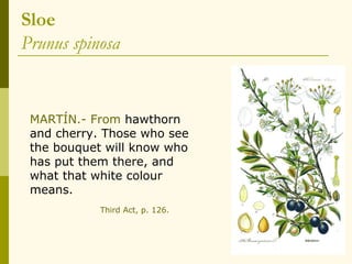 Sloe
Prunus spinosa


 MARTÍN.- From hawthorn
 and cherry. Those who see
 the bouquet will know who
 has put them there, and
 what that white colour
 means.
            Third Act, p. 126.
 