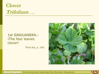 Clover
Trifolium …


1st SANJUANERA.-
¡The four leaves
clover!
         Third Act, p. 140.
 