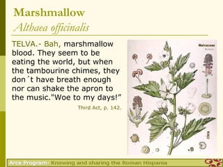Marshmallow
Althaea officinalis
TELVA.- Bah, marshmallow
blood. They seem to be
eating the world, but when
the tambourine chimes, they
don´t have breath enough
nor can shake the apron to
the music."Woe to my days!”
                Third Act, p. 142.
 