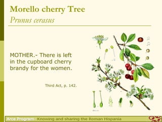 Morello cherry Tree
Prunus cerasus


MOTHER.- There is left
in the cupboard cherry
brandy for the women.


            Third Act, p. 142.
 