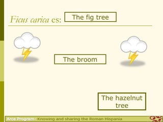 Ficus carica es:     The fig tree




                   The broom




                               The hazelnut
                                   tree
 