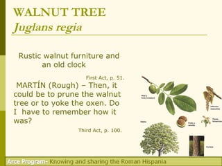 WALNUT TREE
Juglans regia

 Rustic walnut furniture and
       an old clock
                    First Act, p. 51.
 MARTÍN (Rough) – Then, it
could be to prune the walnut
tree or to yoke the oxen. Do
I have to remember how it
was?
                 Third Act, p. 100.
 