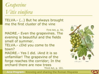 Grapevine
Vitis vinifera
TELVA.- (…) But he always brought
me the first cluster of the vine
                         First Act, p. 56.
MADRE.- Even the grapevines. The
evening is beautiful and the fields
smell of summer.
TELVA.- ¿Did you come to the
town?
MADRE.- Yes I did. ¡And it is so
unfamiliar! The grapevine of the
forge reaches the corridor; In the
orchard there are new trees
                       Third Act, p. 101.
 