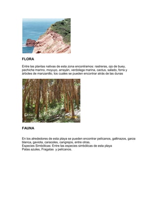 FLORA

Entre las plantas nativas de esta zona encontramos: rastreras, ojo de buey,
pechiche marino, moyuyo, arrayán, verdolaga marina, cactus, salado, forra y
árboles de manzanillo, los cuales se pueden encontrar atrás de las dunas




FAUNA

En los alrededores de esta playa se pueden encontrar pelícanos, gallinazos, garza
blanca, gaviota, caracoles, cangrejos, entre otras.
Especies Simbólicas: Entre las especies simbólicas de esta playa
Patas azules, Fragatas y pelícanos.
 