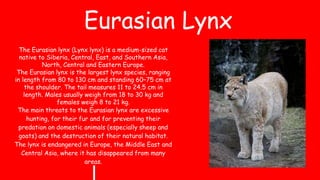 Eurasian Lynx
The Eurasian lynx (Lynx lynx) is a medium-sized cat
native to Siberia, Central, East, and Southern Asia,
North, Central and Eastern Europe.
The Eurasian lynx is the largest lynx species, ranging
in length from 80 to 130 cm and standing 60–75 cm at
the shoulder. The tail measures 11 to 24.5 cm in
length. Males usually weigh from 18 to 30 kg and
females weigh 8 to 21 kg.
The main threats to the Eurasian lynx are excessive
hunting, for their fur and for preventing their
predation on domestic animals (especially sheep and
goats) and the destruction of their natural habitat.
The lynx is endangered in Europe, the Middle East and
Central Asia, where it has disappeared from many
areas.
 