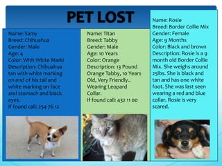 Name: Rosie
                                                      Breed: Border Collie Mix
Name: Samy                 Name: Titan                Gender: Female
Breed: Chihuahua           Breed: Tabby               Age: 9 Months
Gender: Male               Gender: Male               Color: Black and brown
Age: 4                     Age: 10 Years              Description: Rosie is a 9
Color: With White Marki    Color: Orange              month old Border Collie
Description: Chihuahua     Description: 13 Pound      Mix. She weighs around
tan with white marking     Orange Tabby, 10 Years     25lbs. She is black and
on end of his tail and     Old, Very Friendly..       tan and has one white
white marking on face      Wearing Leopard            foot. She was last seen
and stomach and black      Collar.                    wearing a red and blue
eyes.                      If found call: 432 11 00   collar. Rosie is very
If found call: 254 76 12                              scared.
 