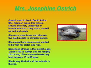Mrs. Josephine Ostrich Joseph used to live in South Africa. She  feeds on grass, tree leaves, shrubs and every vertebrate or invertebrate that it may catch, as well as fruit and seeds.   She was a  marathoner and she won five gold medals in olympics games. She moved here because she wanted to be with her sister  and nice. Something strange is that ostrich eggs  weighs 500 to 1000gr. and are roughly  20 cm long. The communal nests may host between 15 to 60 eggs. She is very kind with all the animals in the zoo. 