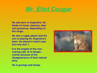 Mr.  Eliot  Cougar He was born in Argentina. He  feeds on hares, beavers, deer and guanacos, depending on the range.  He was a rugby player and his son is playing for Argentina’s team. He played 2 wolrd cups but only won 1. It is the largest of the non-roaring cats. Is in danger, mainly because of the disappearance of their natural prey.  He is  grumpy and lonely.  