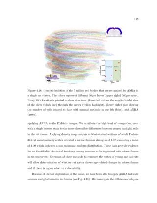 Chapter 3 
Experimental Method 
3.1 Introduction 
The purpose of this section is to describe the automated methods developed to quickly and 
eciency acquire individual cell information from brain tissue samples. The goal of these 
methods are to acquire the dataset i(~r) as described in Sec. 2 where  is the density, ~r is 
the position in phase space that holds such a density of cells, and i is the cell population, 
such as neurons, glial cells, or certain delineations within these populations. 
We also note that i(~r) can include other features, such as dendrites or axons. These 
feature's spatial extents are dierent than cell bodies in that they have a longer length 
through the tissue, and cannot be represented by a single x,y,z location. Dendritic processes 
can be fully represented as an angle, length, and position with a known respect to the length, 
for example. 
Focusing on the independent variable ~r, we say that this variable includes every possible 
property that can be measured of the feature: location in space (separable in a convenient 
way into three dimensions x, y, and z) length, area, color, shape (again, separable into 
several quantities such as moments). When a property is not measured or is not of interest, 
then ~r does not include it, and the density used is integrated over that property and the 
new space of interest is probed with ~r0, which is the number of dimensions less the property 
integrated over. 
39 
 