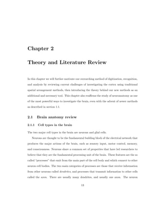 ring within that area? Are brains with higher columnarity more prone to epilep-tic 
activity, or is the columnarity an aect of the seizures? How does the structure of the 
neurons hint to how the neurons are connected with one another? The answers to these and 
many other questions can come in many forms, such as performing the analysis on many 
more human subjects, by recreating the eect of epileptic seizure in another animal type, 
such as a rat, or by modeling the connections of the neurons in silico (with computers). 
There is a fundamental question that underlies the exploration of all of these questions: 
 