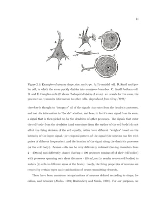 4 
Figure 1.2: Cortical architecture in a young control specimen (A) vs a patient with catas-trophic 
epilepsy (B), showing prominent columnar arrangements of cortical neurons. Re- 
produced from Hildebrandt et al. (2005). 
How can the spatial arrangement patterns within the brain be measured quantitatively? 
Quantitative analysis is needed in order to build upon the investigation in a coherent man-ner. 
We could make a distinction between a qualitative measurement of a spatial pattern 
(ie: the neurons are aligned into columns) and a quantitative one (ie: the neurons are 
aligned X%, where 0% is no alignment, and 100% is complete alignment). The former 
result can only motivate other researchers to study the system with more quantitative 
analysis, and the latter creates a base analysis that can be expanded and built upon: the 
measurement can be compared with others in other studies, statistical signi 