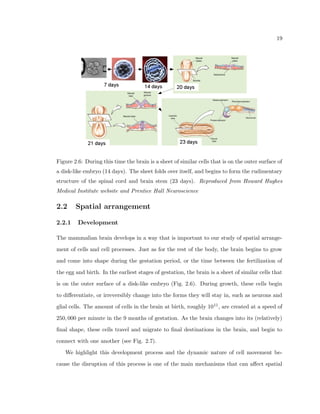 cant dierence can be seen in both 
the mean and variance of the average number of cells within each horizontal segment. 
The methods of Hildebrandt et al. (2005)'s are an example of a neuroanatomist's de-sire 
to go beyond the traditional methods available to them in the  
