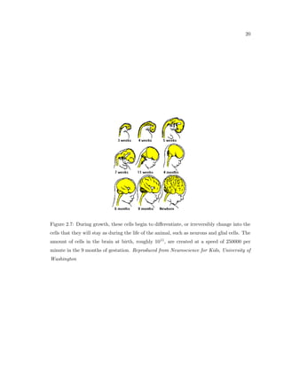 eld of neuroanatomy. 
Traditionally, a method called stereology is been used to analyze brain tissue. Stereology 
is a powerful sampling algorithm that measures a property in a region of interest (ROI) 
of the brain by only requiring a small sample of that ROI to be measured accurately by 
a researcher. An analogous situation is to determine the total number of people that use 
a building's entrance in a week by only picking several  