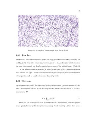 ndings show that measuring the heterogeneity of spatial patterns among cells is im-portant 
to understanding cortical organization and potential alterations in aging or other 
conditions (Asare, 1996; Schmitz et al., 2002; Duyckaerts and Godefroy, 2000; Krasnoperov 
and Stoyan, 2004; Hof et al., 2003; Urbanc et al., 2002; Cruz et al., 2005; Buldyrev et al., 
2000; Buxhoeveden and Lefkowitz, 1996). 
Several approaches can be used to quantify second order parameters. Stereological 
methods have been developed to quantify nearest-neighbor arrangement (Schmitz et al., 
2002), but the methods are labor intensive and would be dicult to apply to large brain 
areas. Image Fourier methods do not require manual marking of neuron locations and can 
quantify vertical bias of objects within an image (Casanova et al., 2006), but do not discern 
between the contribution from glial and neuronal cell bodies or the variability of staining 
intensity of any given cell. A new paradigm must be developed then for the measurement 
of second order parameters. 
In thinking of new types of measurements of cortical tissue, one can learn much from the 
positive attributes of Stereology. First, Stereology can be unbiased, which means that the 
measurements are not aected by systematic errors that can deviate the results in unknown 
ways. Secondly, Stereology is able to quantify its ability to discern subtle dierences, and 
 