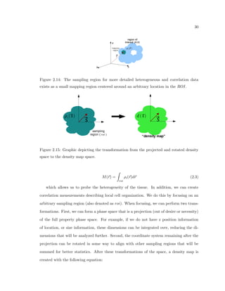 rst chapter of this Dissertation, we have given a motivation for the need to be 
able to measure subtle patterns of cellular arrangement in the brain, and have given a brief 
overview of the our method. 
In Chapter 2 we further motivate the main investigation of spatial arrangement of brain 
cells by reviewing known and possible sources of cell arrangement features within the brain, 
then describe the hypotheses to be studied. 
We then review the mathematical framework used in the analysis. We describe the 
new measurements motivated by statistical physics that are used on the experimental cell 
property data. As described in the previous section (Sec. 1.2), this data consists of millions 
of neuron and glial cell properties such as location, size and shape. As within many  