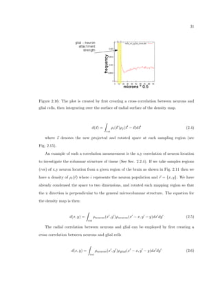 elds 
of physics, our goal is to condense the inherent complexity and variability of such a large 
biological system by condensing the information into single measurements, but also be 
careful not to throw out meaningful qualities and information during the process. We 
investigate and use several analysis tools, ranging from traditional density and neuron count, 
to histogram distributions of properties, to multi-dimensional correlative analysis. 
We show how the overall method can recreate the methods of Stereology, and add addi-tional 
insight to the traditional methods by enabling heterogeneities of traditional features 
such as density and count to be seen in the ROI. We then move to pair-correlation analysis, 
which observes the relationships between particles rather than just the average properties of 
individual particles in a system. Such measurement's ability to glean illustrative properties 
of noisy complex systems of particles make them appealing as tools to study biological sys-tems 
with many particles such as neuron or glial cells. Pair correlation methods have been 
used to explore relationships between two dierent types of objects such as neurons and 
 
