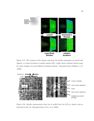 brillary plaques (Urbanc et al., 2002) and the relationship between neuron cell bodies 
(Buldyrev et al., 2000). By using a two-dimensional pair-correlation involving the relative 
separations of neurons, we discover the tendency for neurons to align perpendicularly to 
the cortex surface, and are able to measure the strength of microcolumnar order and micro-columnar 
width and length (Cruz et al., 2005). In addition to these correlation methods, 
which use the locational spatial properties, we also discuss correlations using the size and 
shape properties of cells which can give axon/dendrite process directions and neuron/cell 
type information. We also investigate cross correlations between glial cells and neurons. 
Motivated by the heterogeneous nature of spatial arrangement properties, we develop 
a method of exploring changing properties as one probes in a linear dimension through 
the cortex. Because of the photomontaging ability, we are able to measure changes of 
spatial arrangement features seamlessly across tens of thousands of microns. Because of 
the intrinsic curvature of the cortex, we create tracks using the visualization system that 
serve as a guide to our running window analysis. Once the tracks have been de 