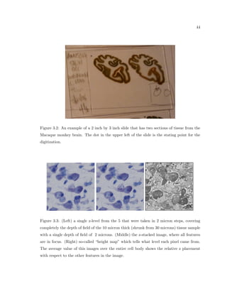 cation, 
marking traditional boundaries, making contours to perform running window analysis, and 
organize data storage during the data acquisition process. It also enables the user to display 
the results of the correlative analysis in a topographical manner. 
In Chapter 4, we give the results obtained by the new method focusing on proof of 
concept and validation of the automatic model. The results use two datasets: the adult 
Fischer-344 brown rat brain studied at the University of Arizona, and the Macaque monkey 
brain studied at the Boston University Medical school. We review results obtained from 
manual acquisition of cell information from Macaque monkey tissue and show the initial 
results using the new ANRA method within similar studies. We also use modeling to 
explain correlations found within the results measuring microcolumnar properties within the 
 