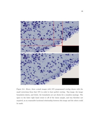 Chapter 2 
Theory and Literature Review 
In this chapter we will further motivate our overarching method of digitization, recognition, 
and analysis by reviewing current challenges of investigating the cortex using traditional 
spatial arrangement methods, then introducing the theory behind our new methods as an 
additional and necessary tool. This chapter also rearms the study of neuroanatomy as one 
of the most powerful ways to investigate the brain, even with the advent of newer methods 
as described in section 1.1. 
2.1 Brain anatomy review 
2.1.1 Cell types in the brain 
The two major cell types in the brain are neurons and glial cells. 
Neurons are thought to be the fundamental building block of the electrical network that 
produces the major actions of the brain, such as sensory input, motor control, memory, 
and consciousness. Neurons share a common set of properties that have led researchers to 
believe that they are the fundamental processing unit of the brain. These features are the so 
called processes that emit from the main part of the cell body and which connect to other 
neuron cell bodies. The two main categories of processes are those that receive information 
from other neurons called dendrites, and processes that transmit information to other cells 
called the axon. There are usually many dendrites, and usually one axon. The neuron 
13 
 