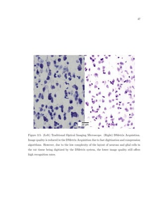 14 
Figure 2.1: Examples of neuron shape, size, and type. A. Pyramidal cell. B. Small multipo-lar 
cell, in which the axon quickly divides into numerous branches. C. Small fusiform cell. 
D. and E. Ganglion cells (E shows T-shaped division of axon). ax. stands for the axon, the 
process that transmits information to other cells. Reproduced from Gray (1918) 
therefore is thought to integrate all of the signals that enter from the dendritic processes, 
and use this information to decide whether, and how, to  