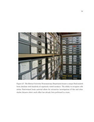 ring properties of neurons are 
created by certain types and combinations of neurotransmitting elements. 
There have been numerous categorizations of neurons de 