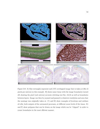rst categorization is for those neu-rons 
that interact only with other neurons in the brain region that they are located (stellate 
cells) vs. those who's processes leave the given section of tissue (pyramidal cells). The 
second categorization is for those neurons that reduce the chance of activity in the cells who 
dendrites their axon is attached to (inhibitory) vs those that increase the chance of activity 
in the cells who dendrites their axon is attached to (excitatory). 
Glial cells are the other, lesser known and lesser studied cell population within the brain, 
although they comprise about half of the total cell count within the brain. Glial cells are 
known to play a supportive role for neurons, and are usually broken into 3 main categories. 
Oligodenrites provide support for the myelin sheaths that preserve the potentiation inside 
of the axonic process for the neurons. Astrocytes connect neurons with the blood supply 
(as vessels inside the brain). Microglia recycle dead cells and unused cell tissue from the 
cortex. 
Because glial cells do not communicate in the traditional neuron-like manner of cells 
 